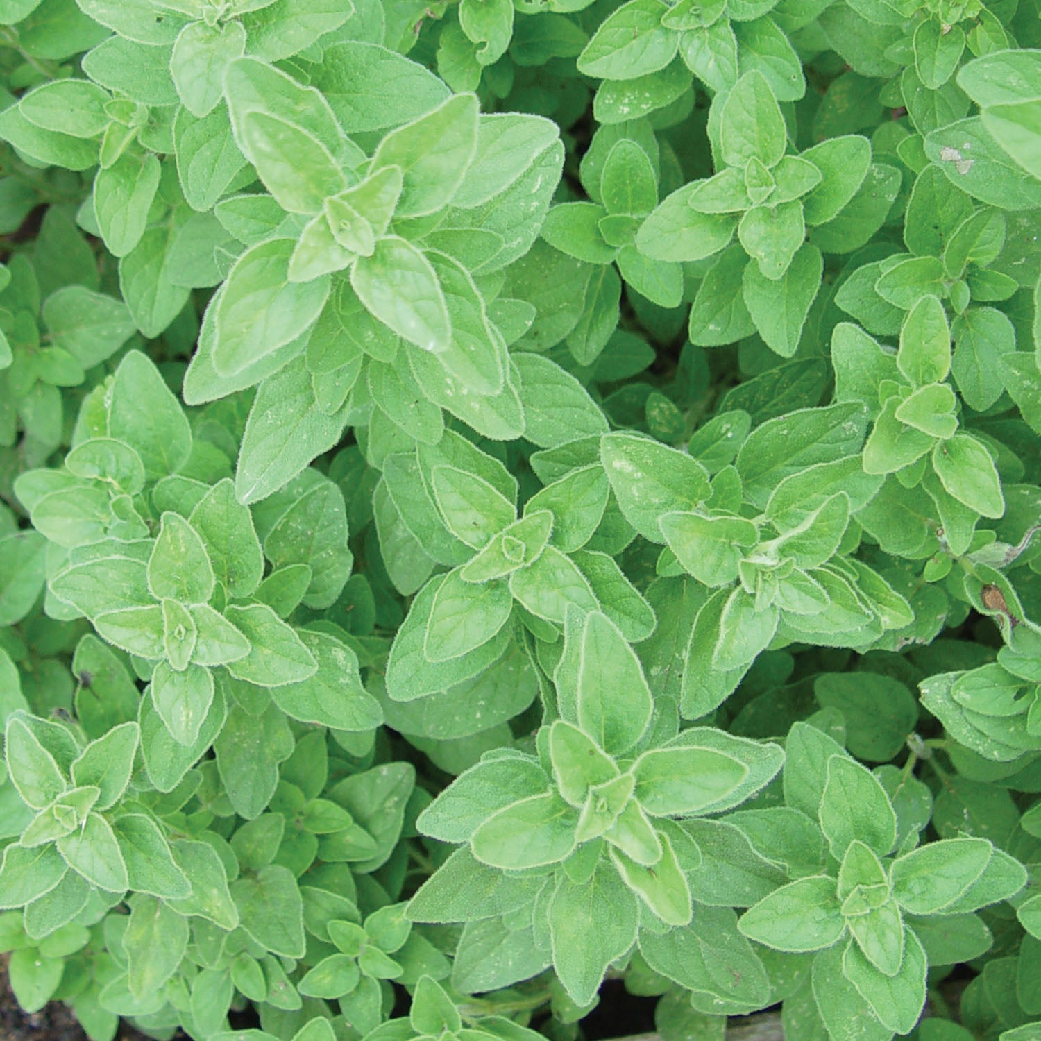 Italian Oregano