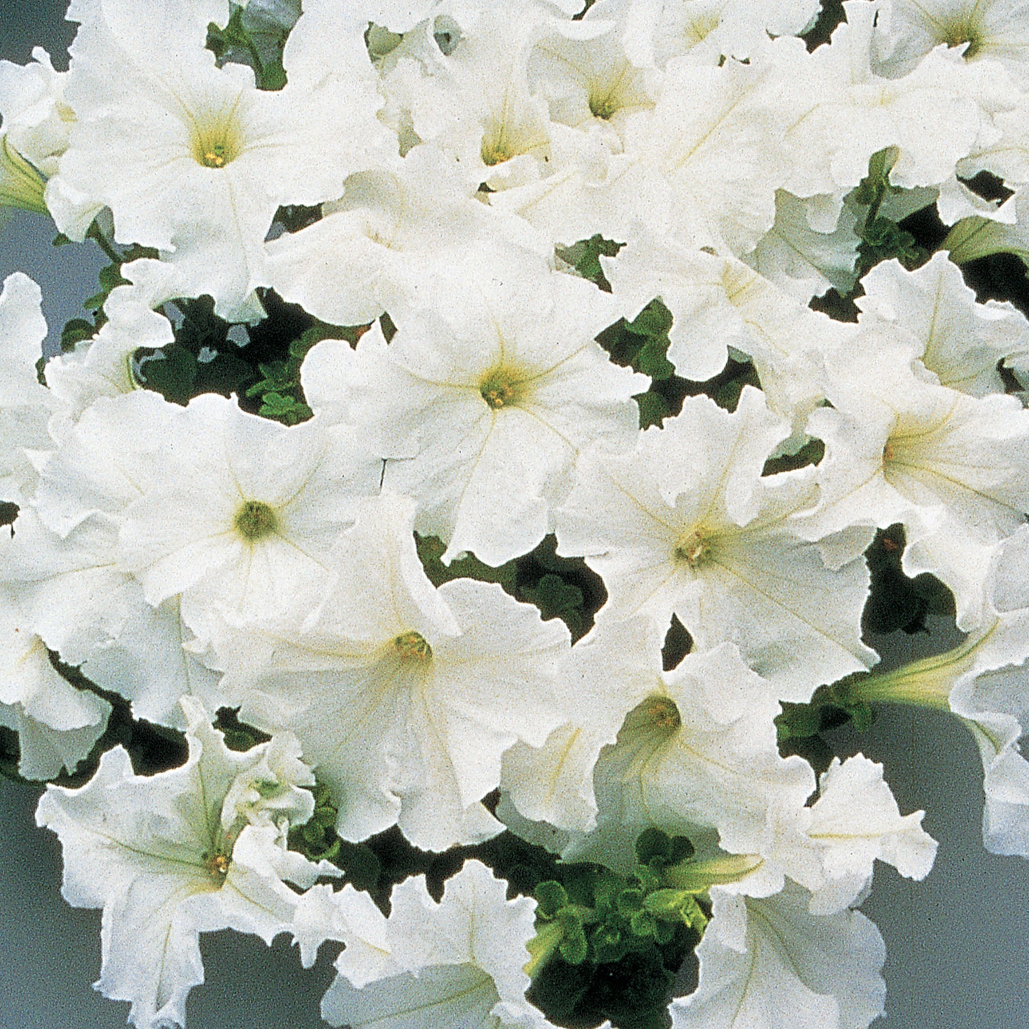 Supercascade White Petunia