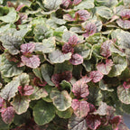 Burgundy Glow Ajuga