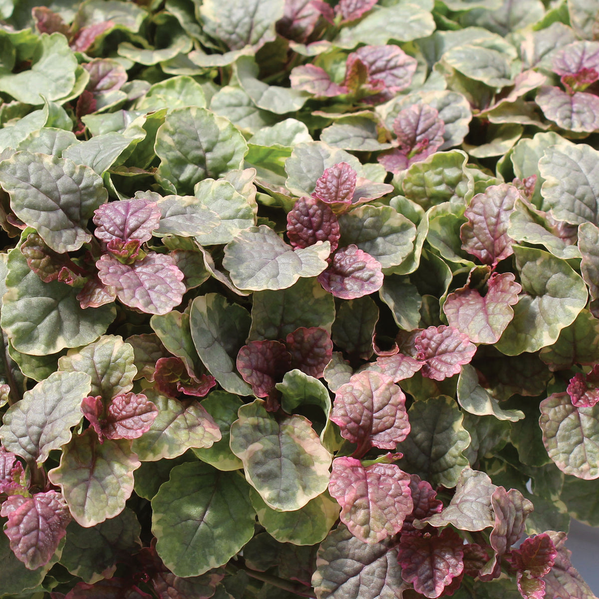 Burgundy Glow Ajuga