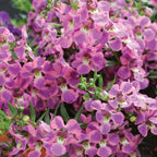 AngelMist Spreading Berry Sparkler Angelonia