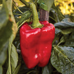 Great Stuff Sweet Pepper