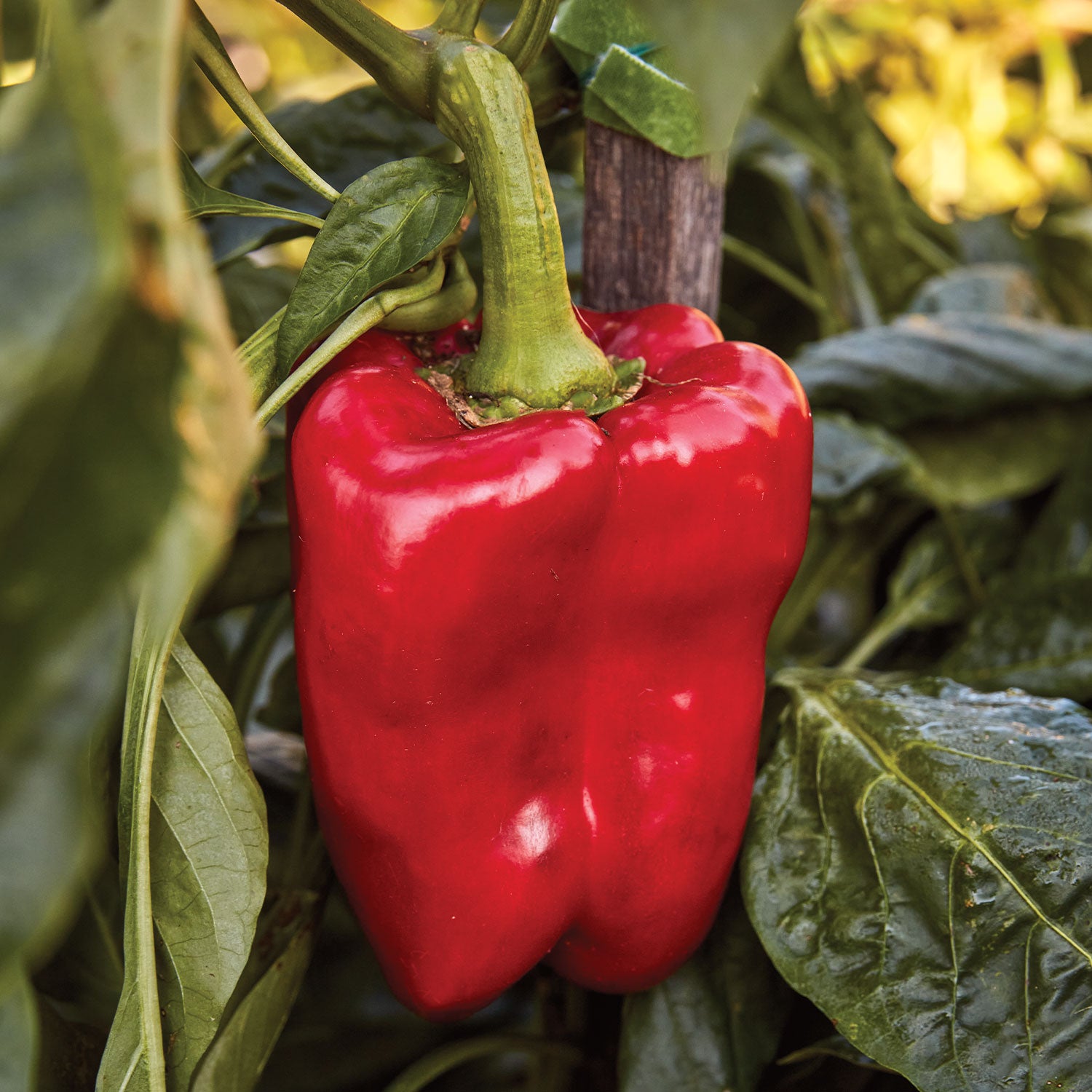 Great Stuff Sweet Pepper