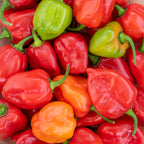 Caribbean Red Hot Pepper