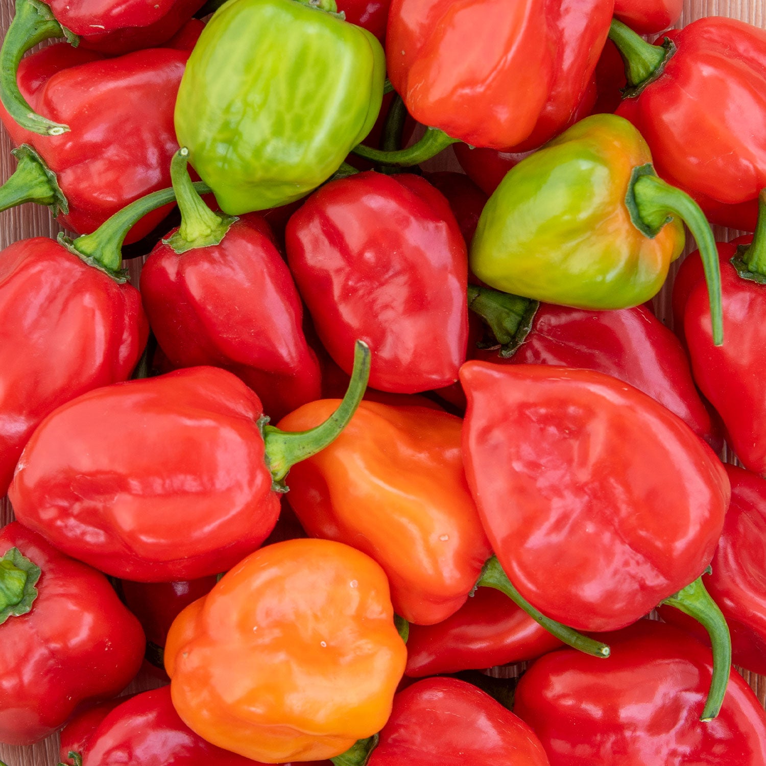 Caribbean Red Hot Pepper