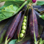 Purple Podded Pea