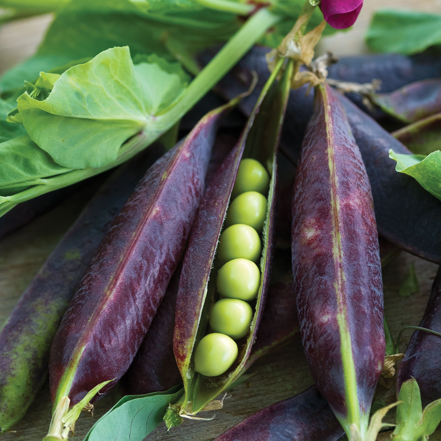 Purple Podded Pea