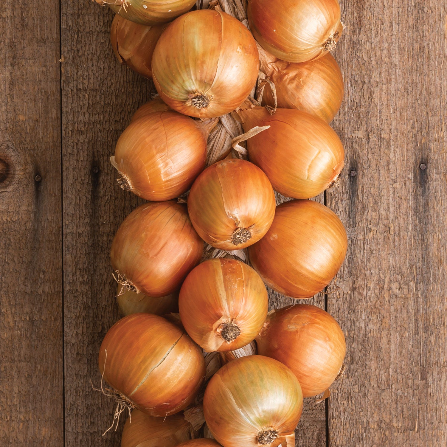 Patterson Hybrid Onion