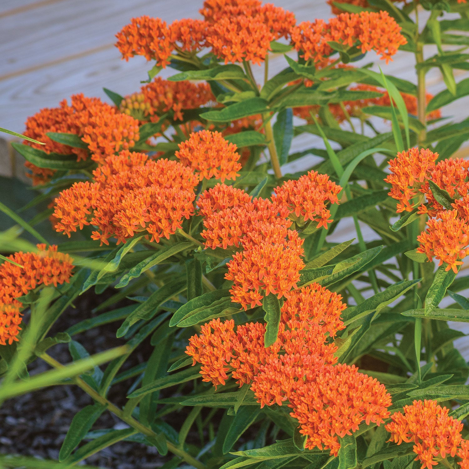 Butterfly Weed Asclepias Tuberosa