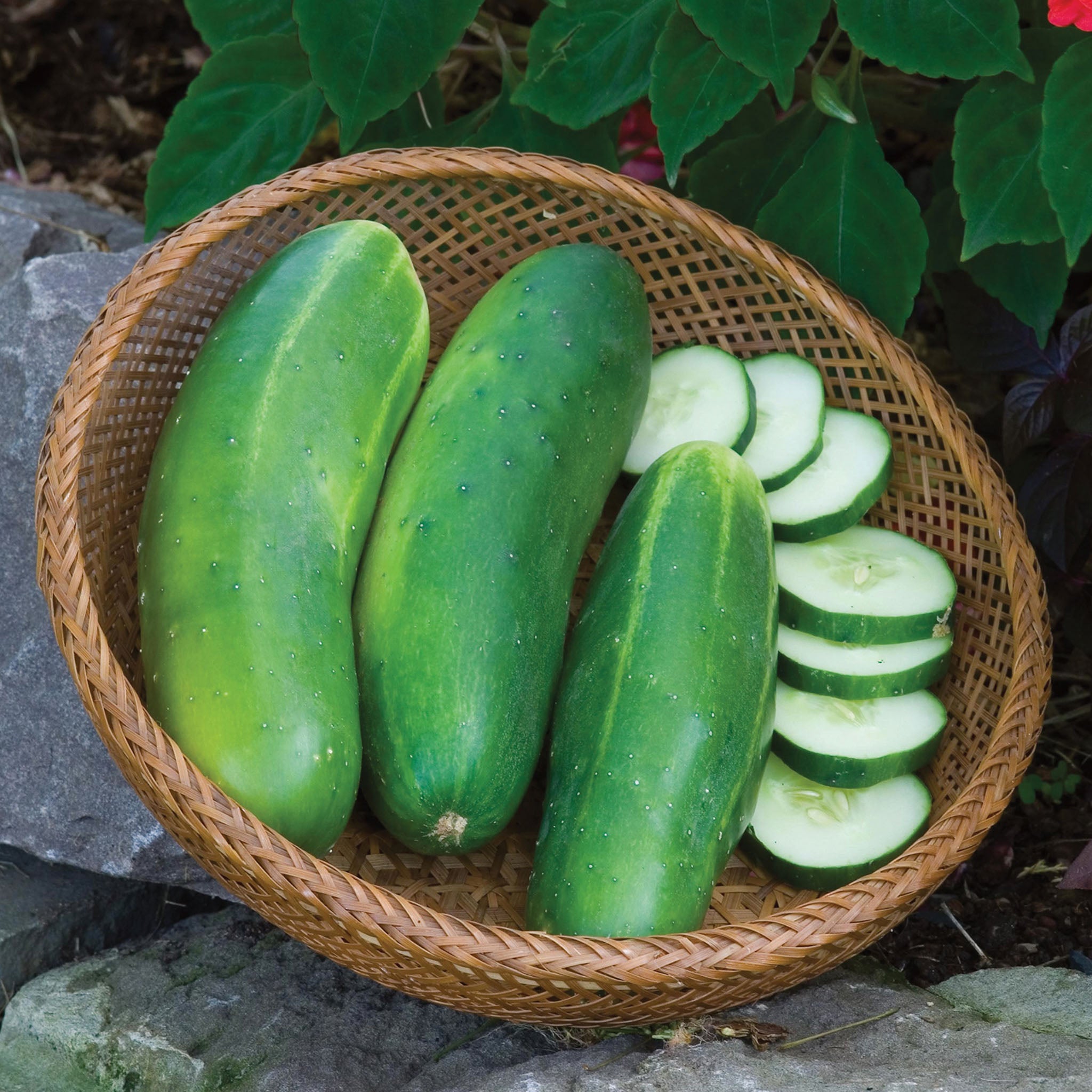 Burpee II Cucumber
