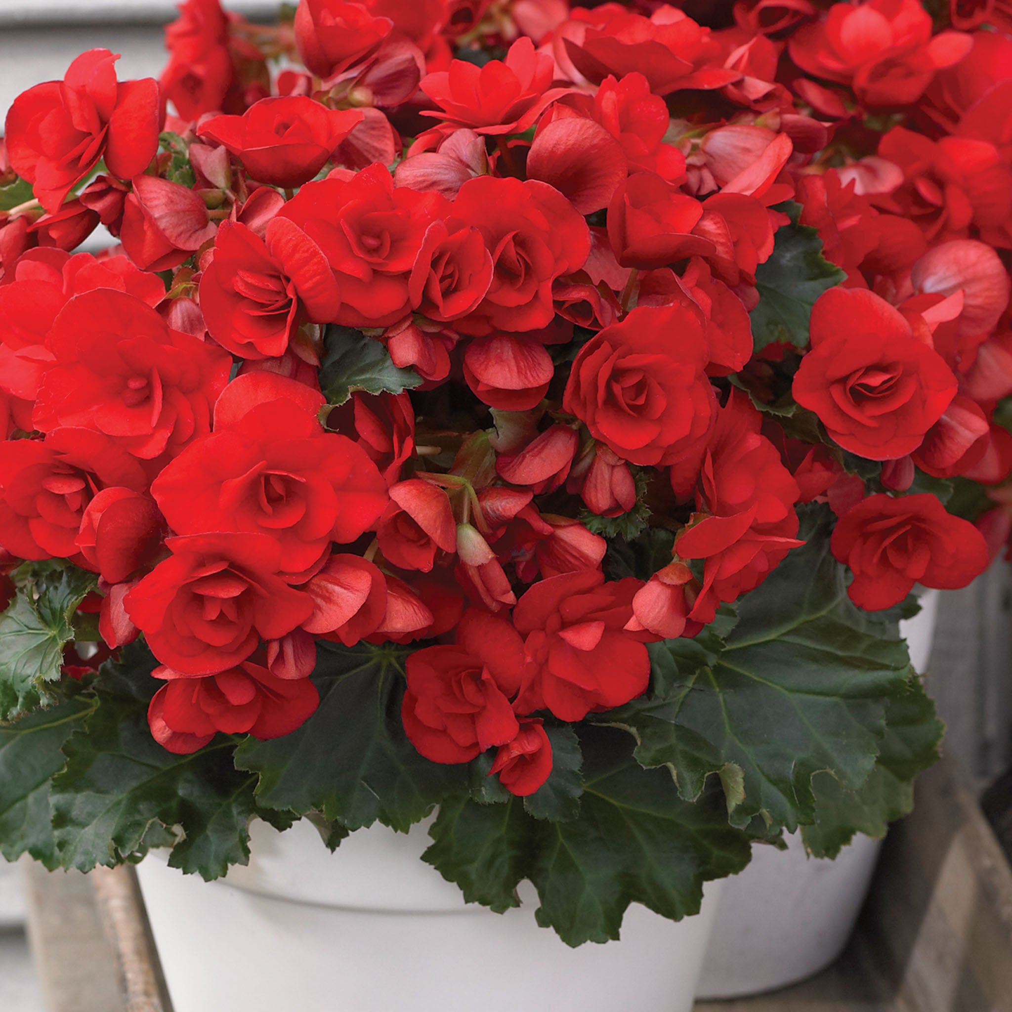 Vermillion Red Begonia