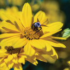 Sweet Sunshine Heliopsis Helianthoides Bare Root