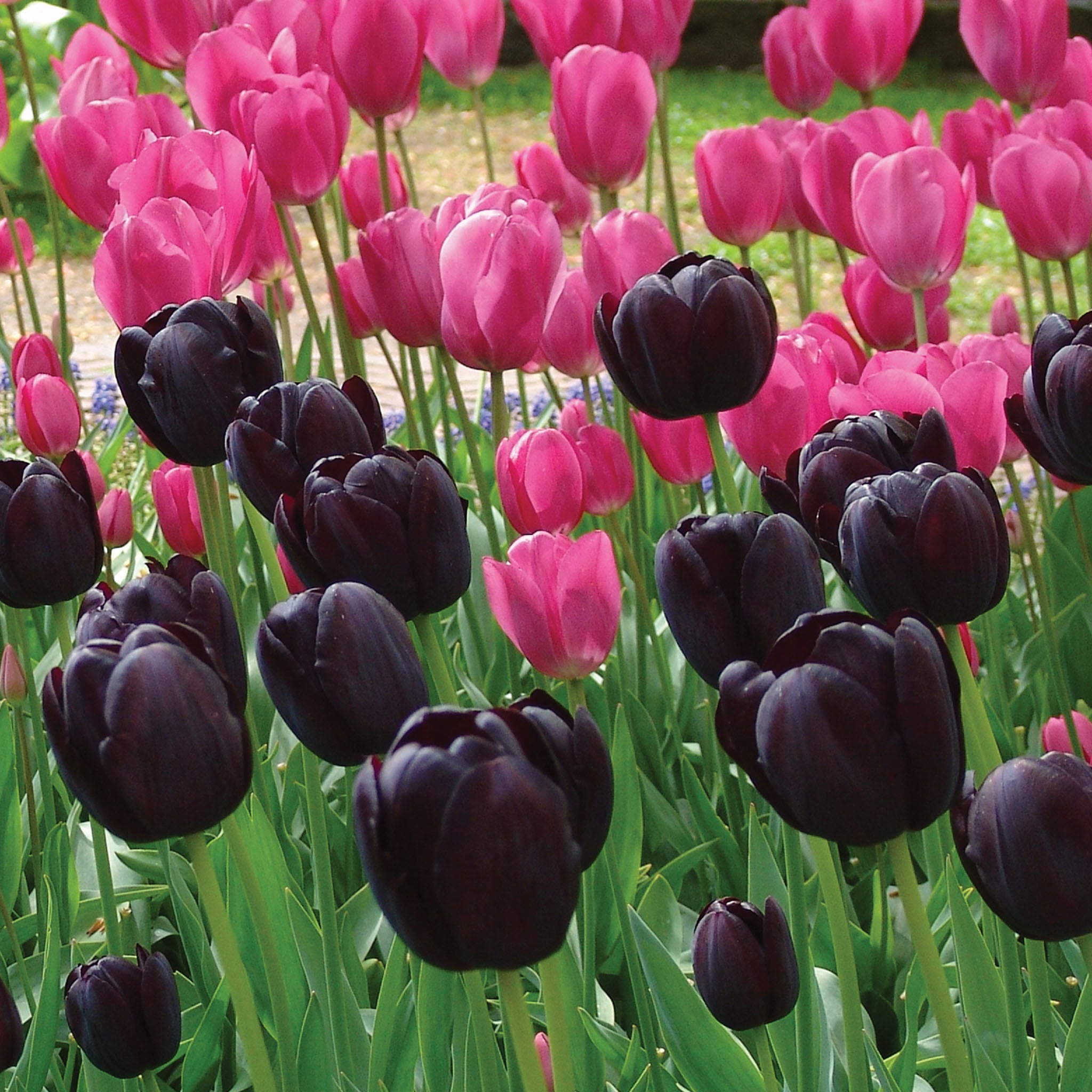 Queen of Night and Don Quichotte Tulip Mix Bulbs