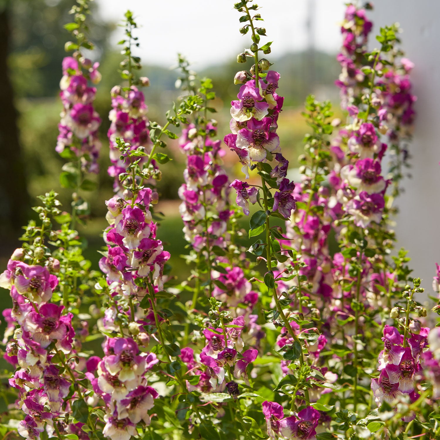 Archangel Raspberry Angelonia