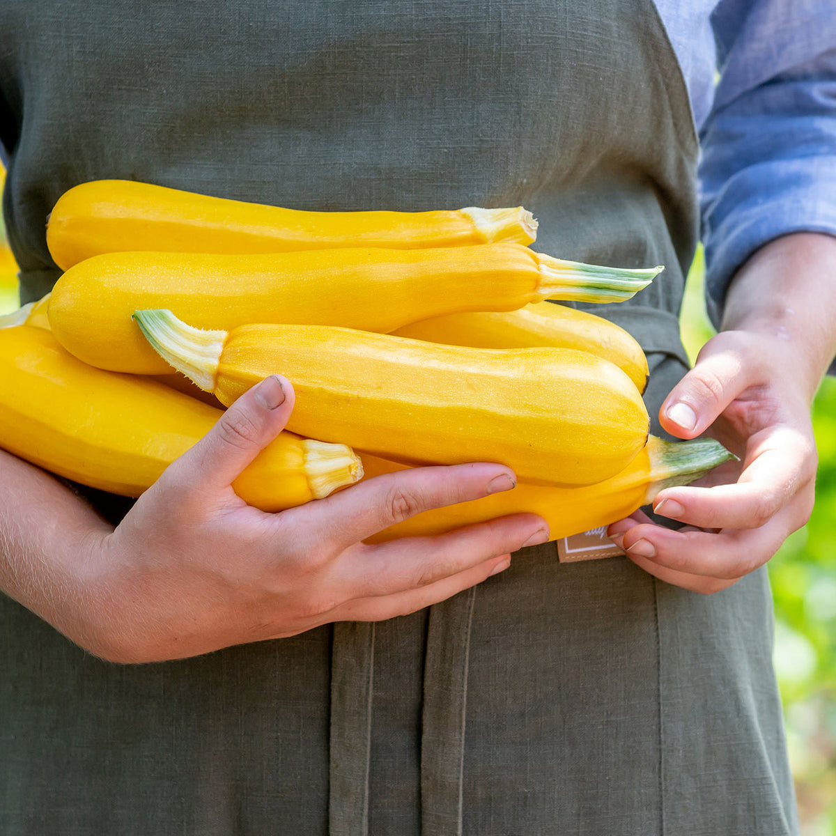 Fort Knox Summer Squash