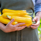 Fort Knox Summer Squash