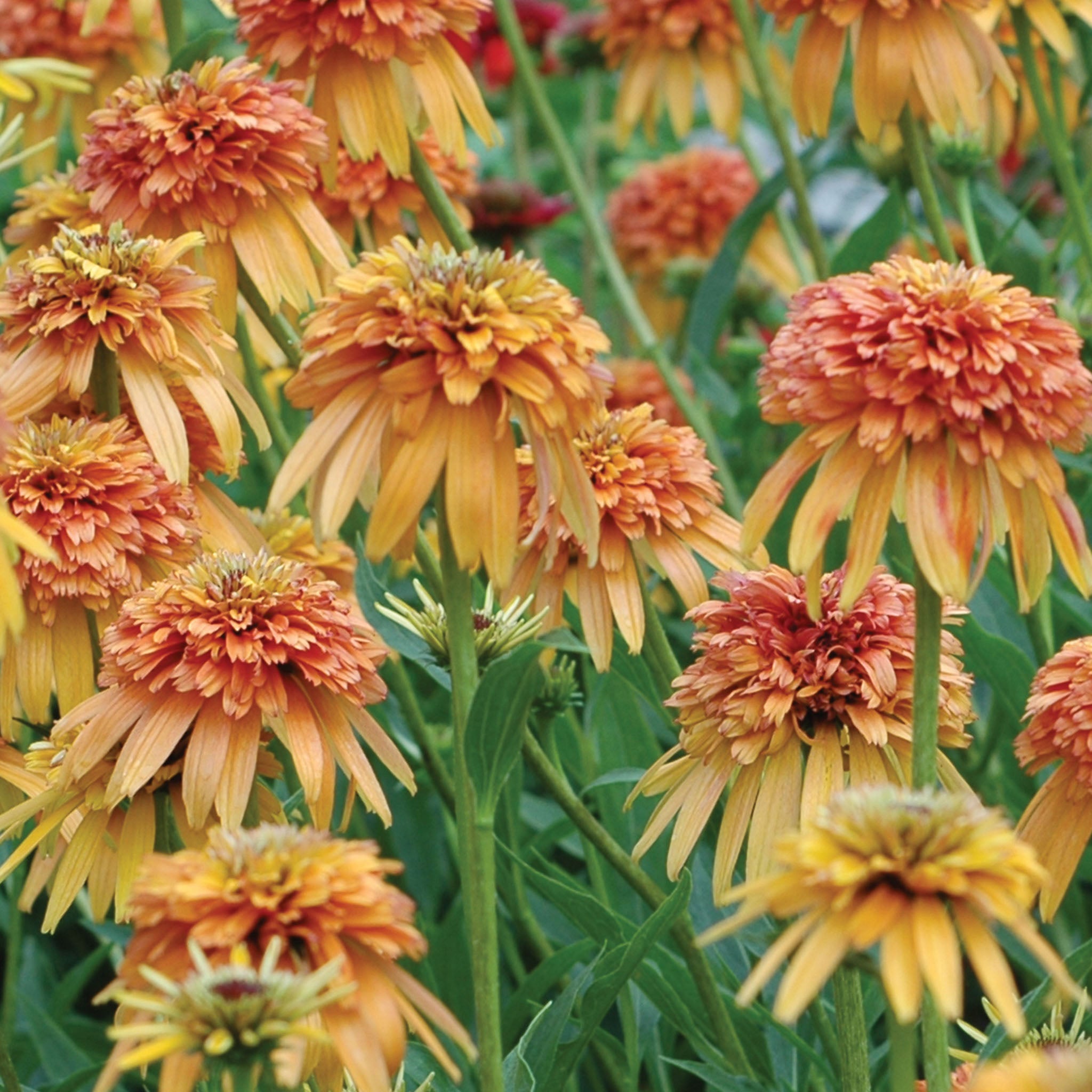 Marmalade Echinacea