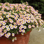 Cha-Cha Diva Hot Pink Calibrachoa