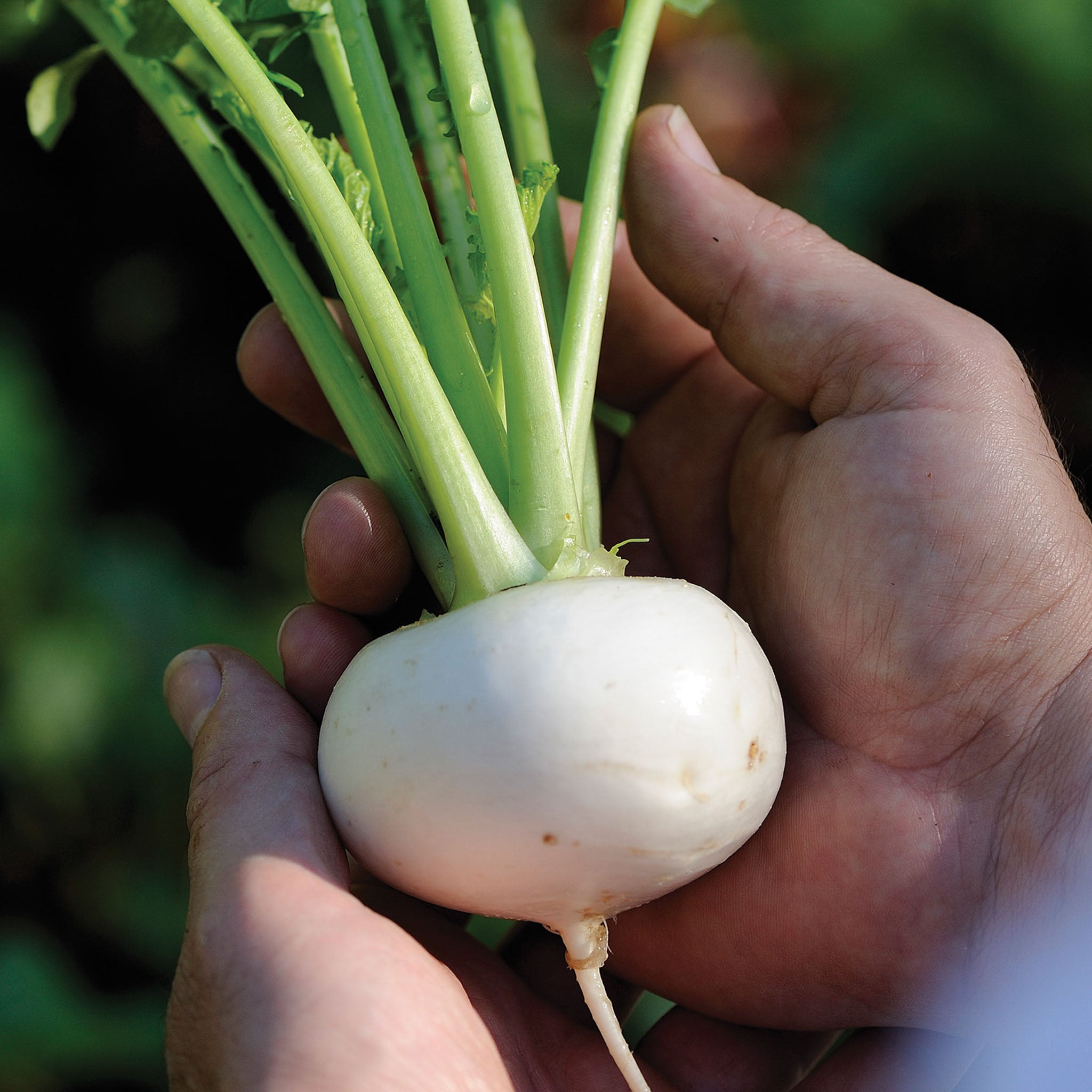 Oasis Turnip