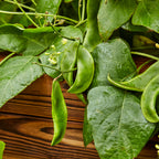 Lima King of the Garden Pole Bean