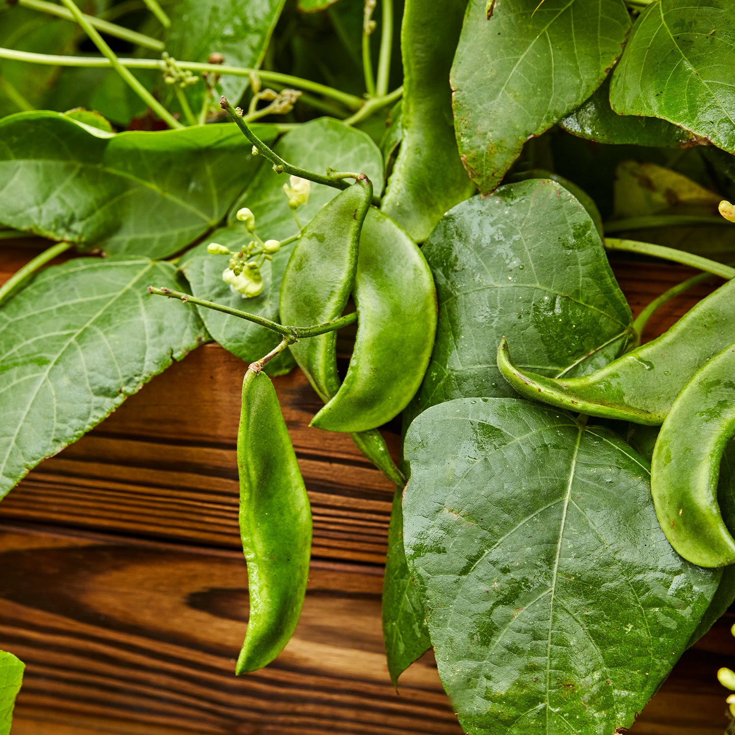 Lima King of the Garden Pole Bean