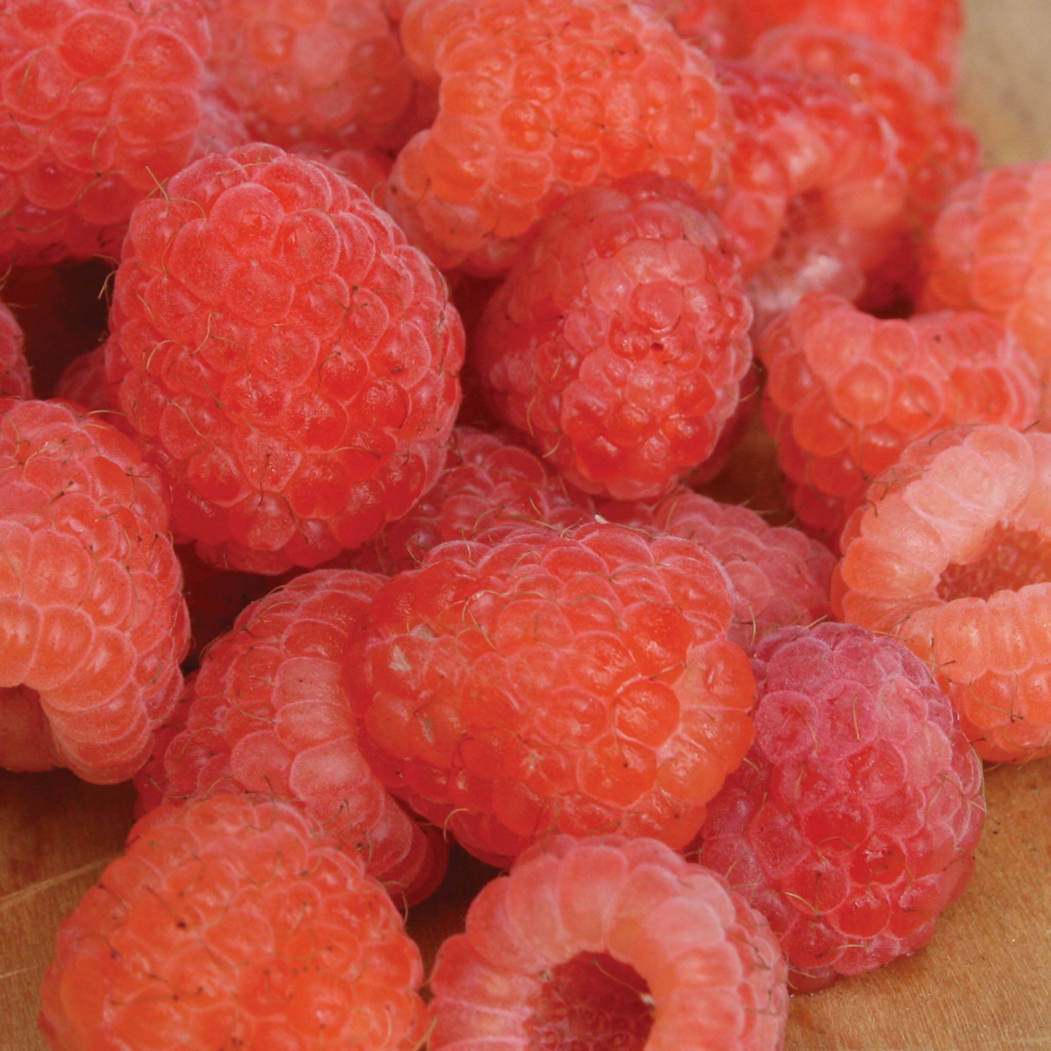Double Gold Raspberry