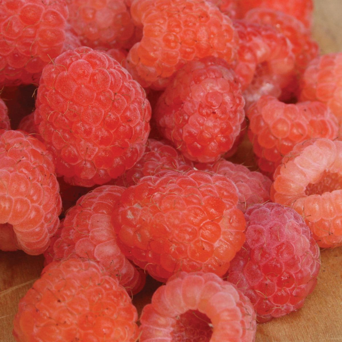 Double Gold Raspberry