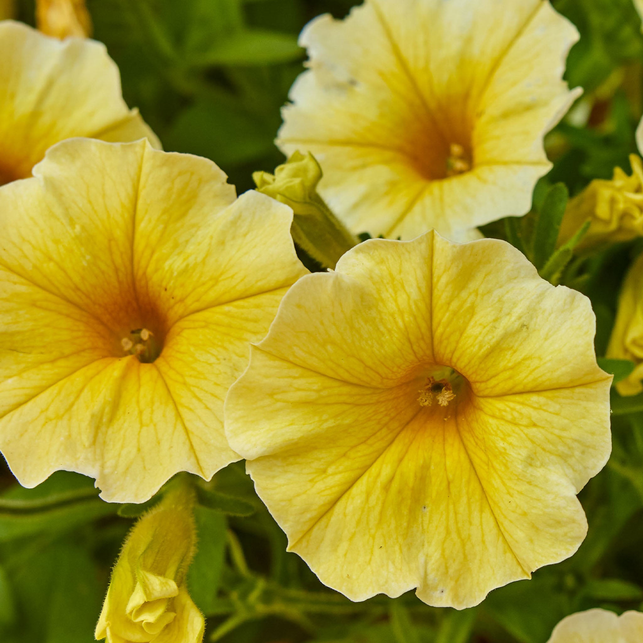 Caliburst Yellow Petchoa