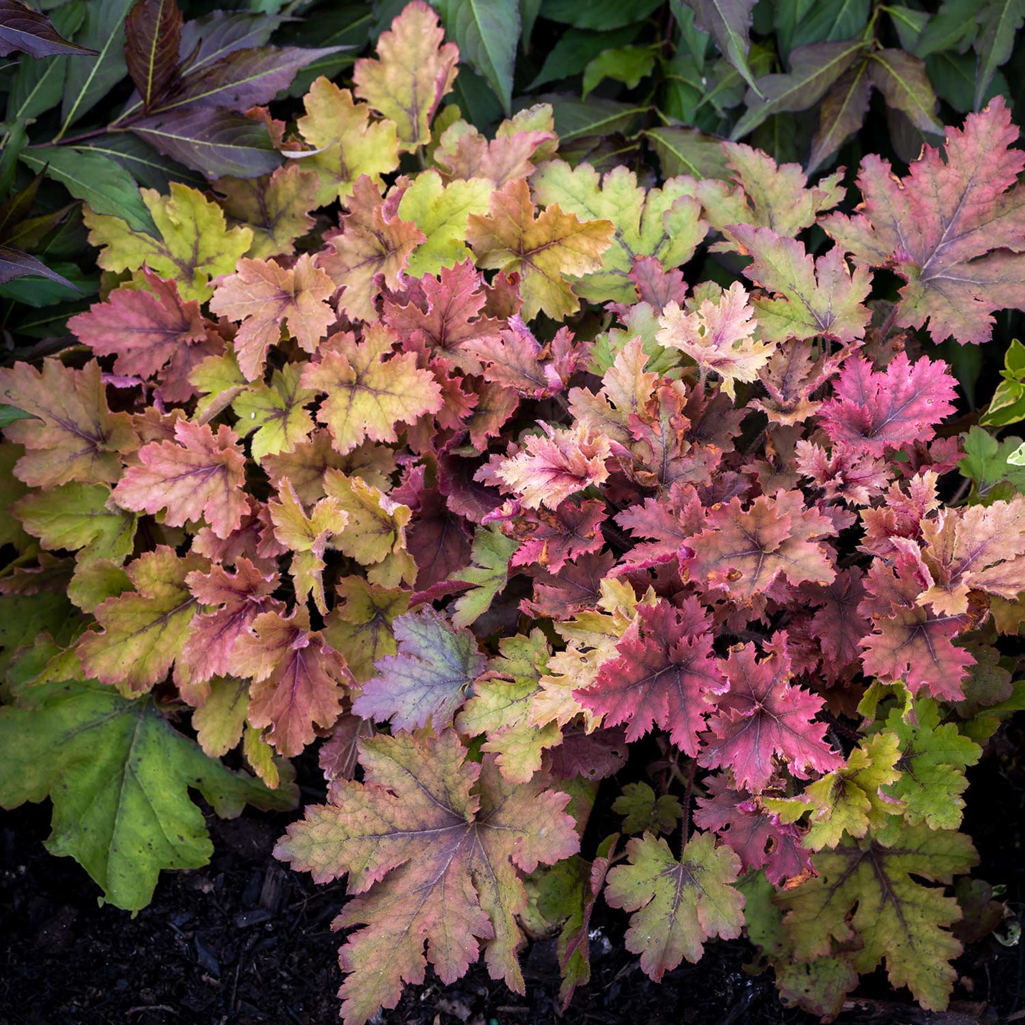 Copper King Heucherella