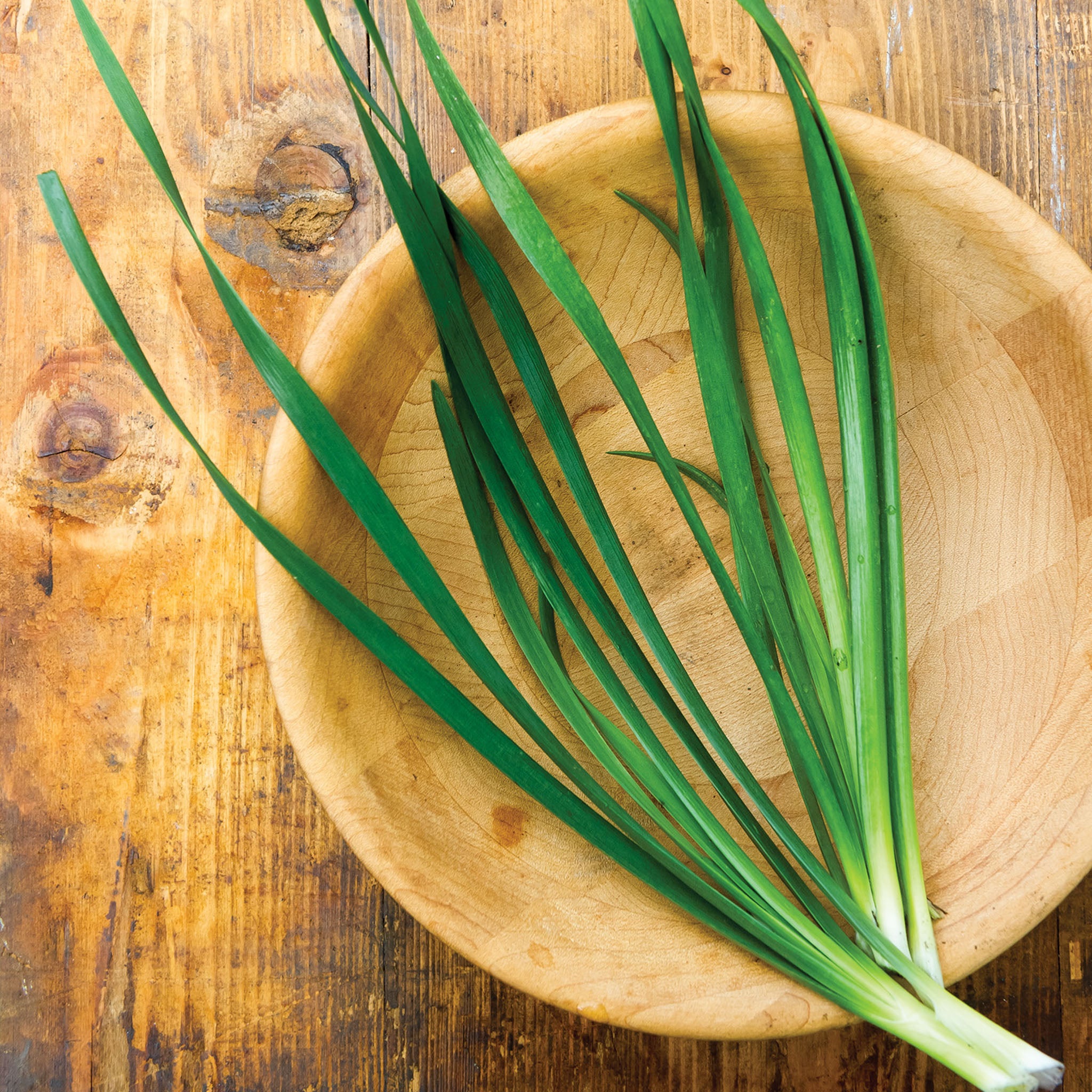 Allion Chives