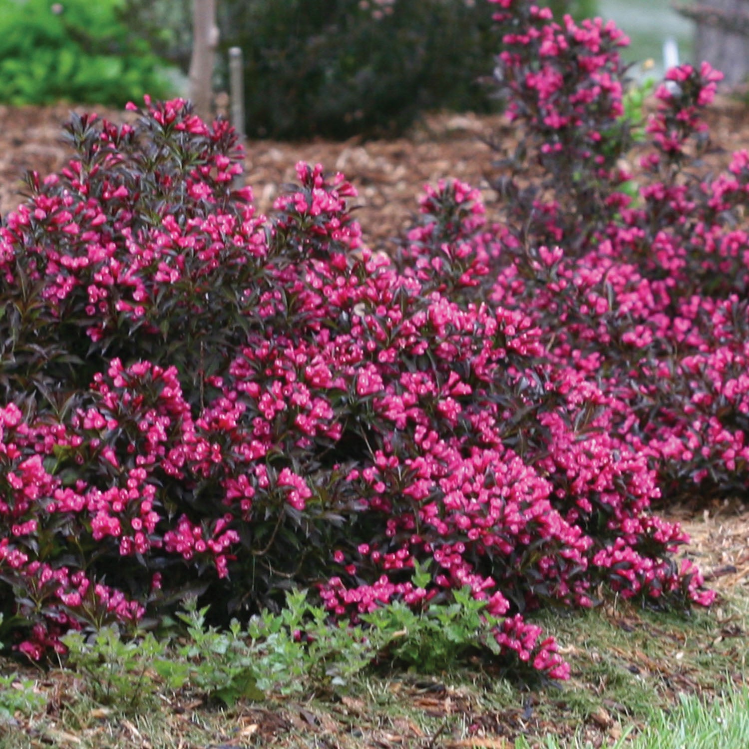 Spilled Wine® Weigela