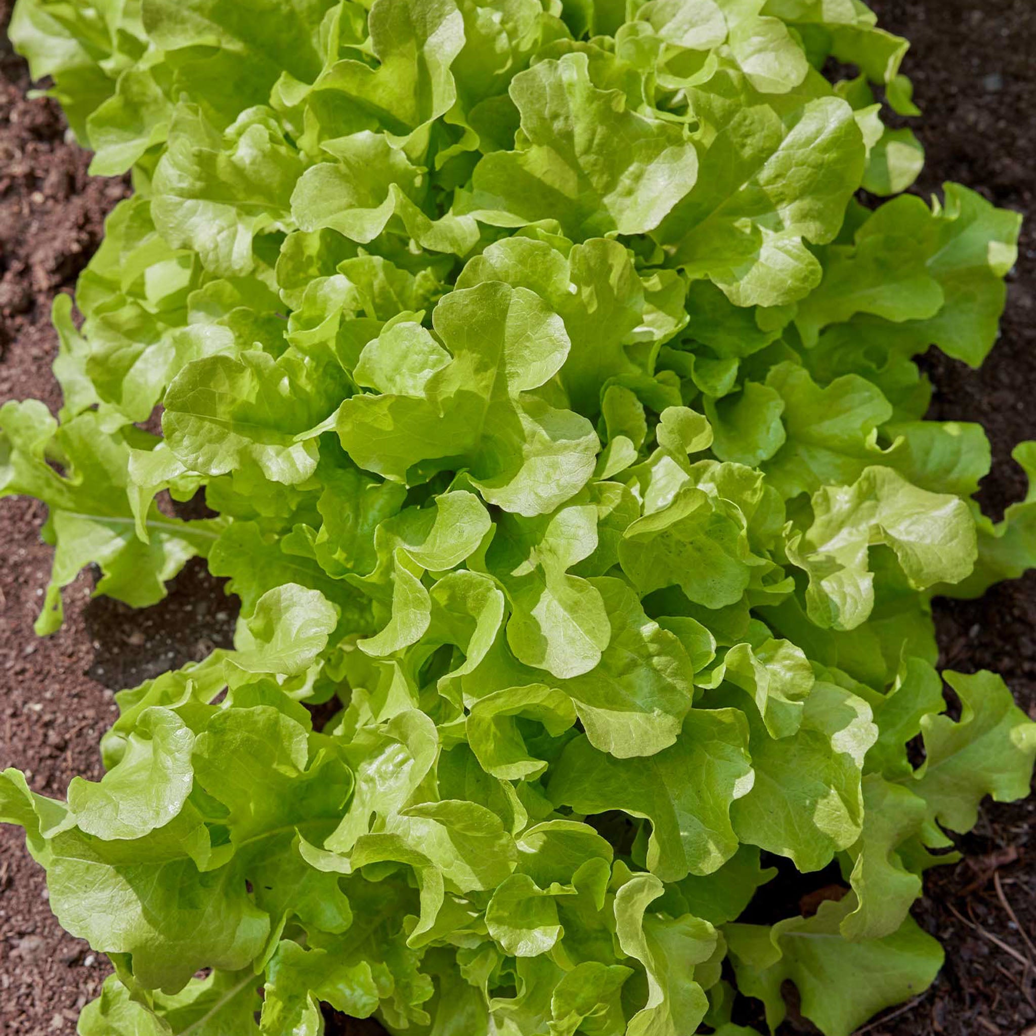 Salad Bowl Lettuce