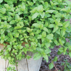 Orange Mint