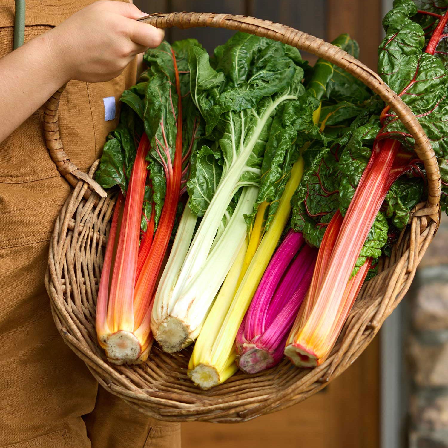 Bright Lights Swiss Chard