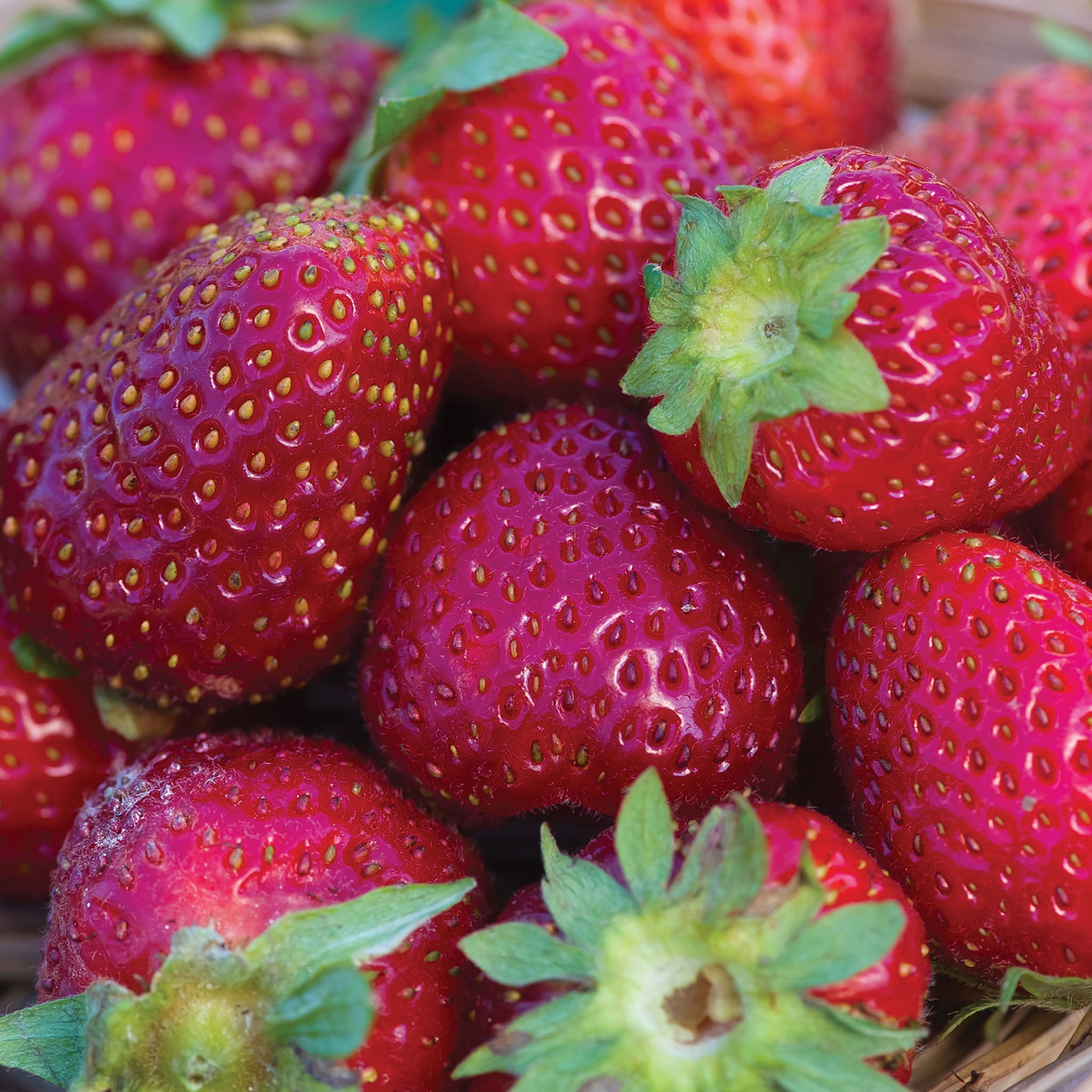 Elan F1 Strawberry