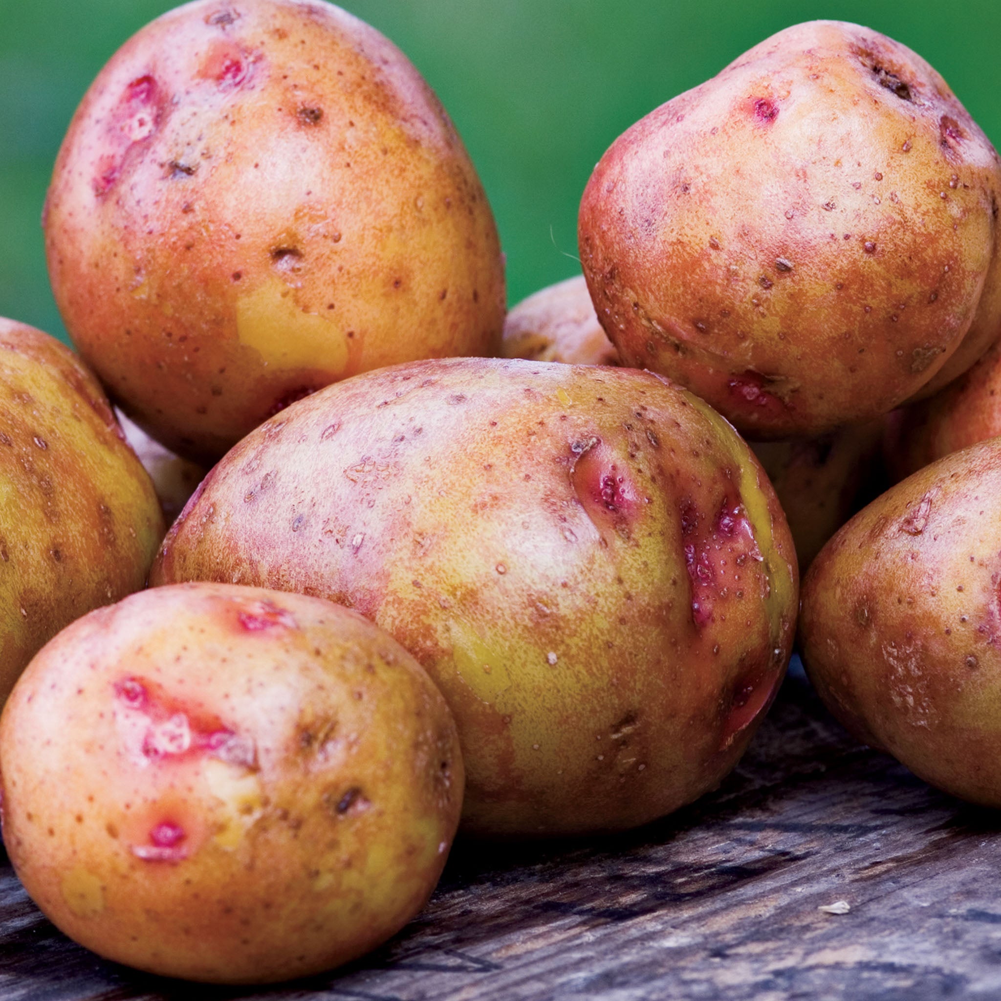 Red Gold Potato Tubers