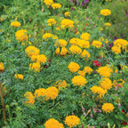 Mission Giant Yellow Marigold