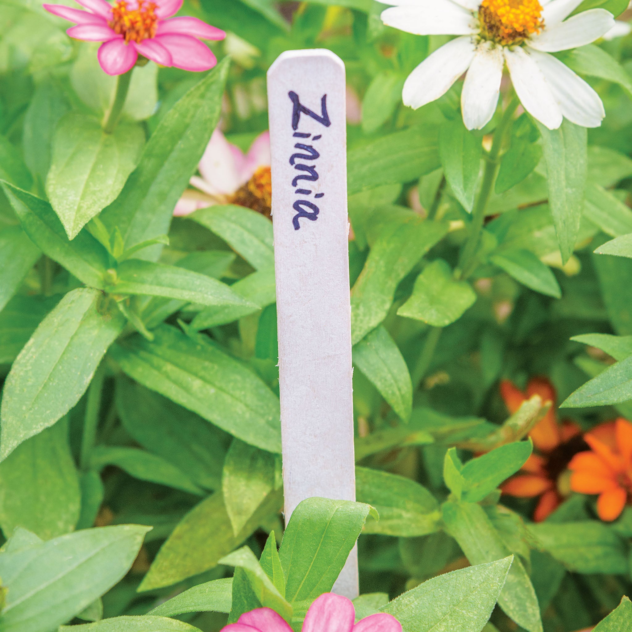 Plant and Row Tags