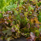 Red Salad Bowl Lettuce
