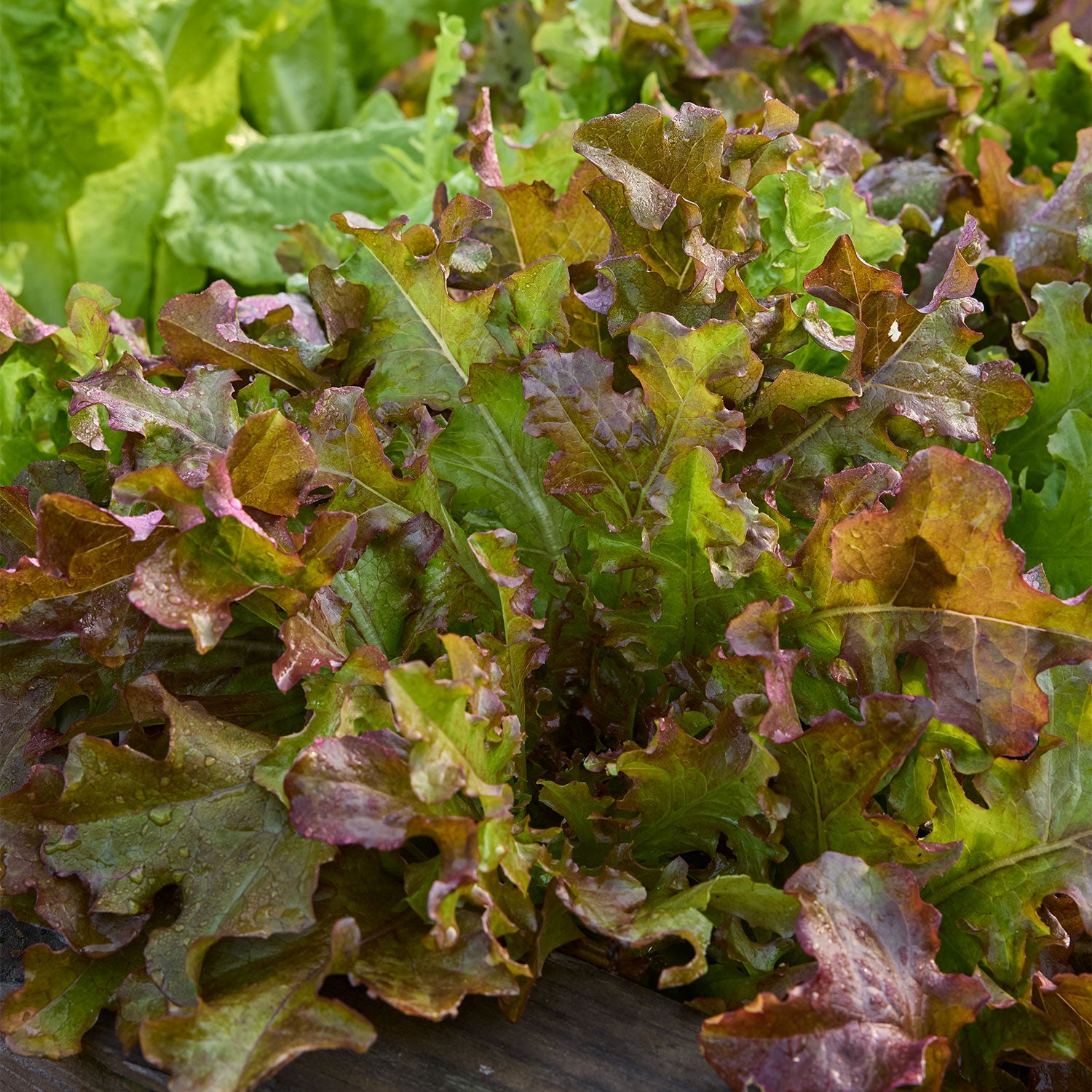 Red Salad Bowl Lettuce