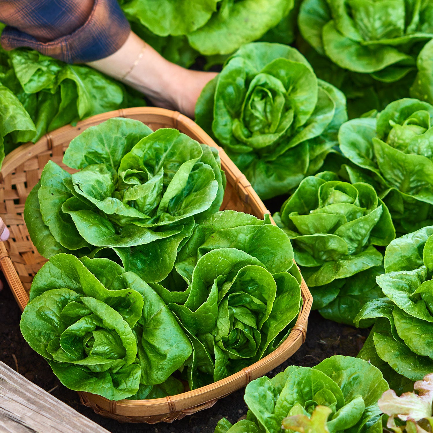 Little Gem Lettuce