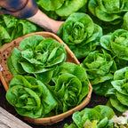 Little Gem Lettuce
