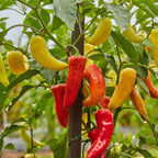Sweet Banana Pepper