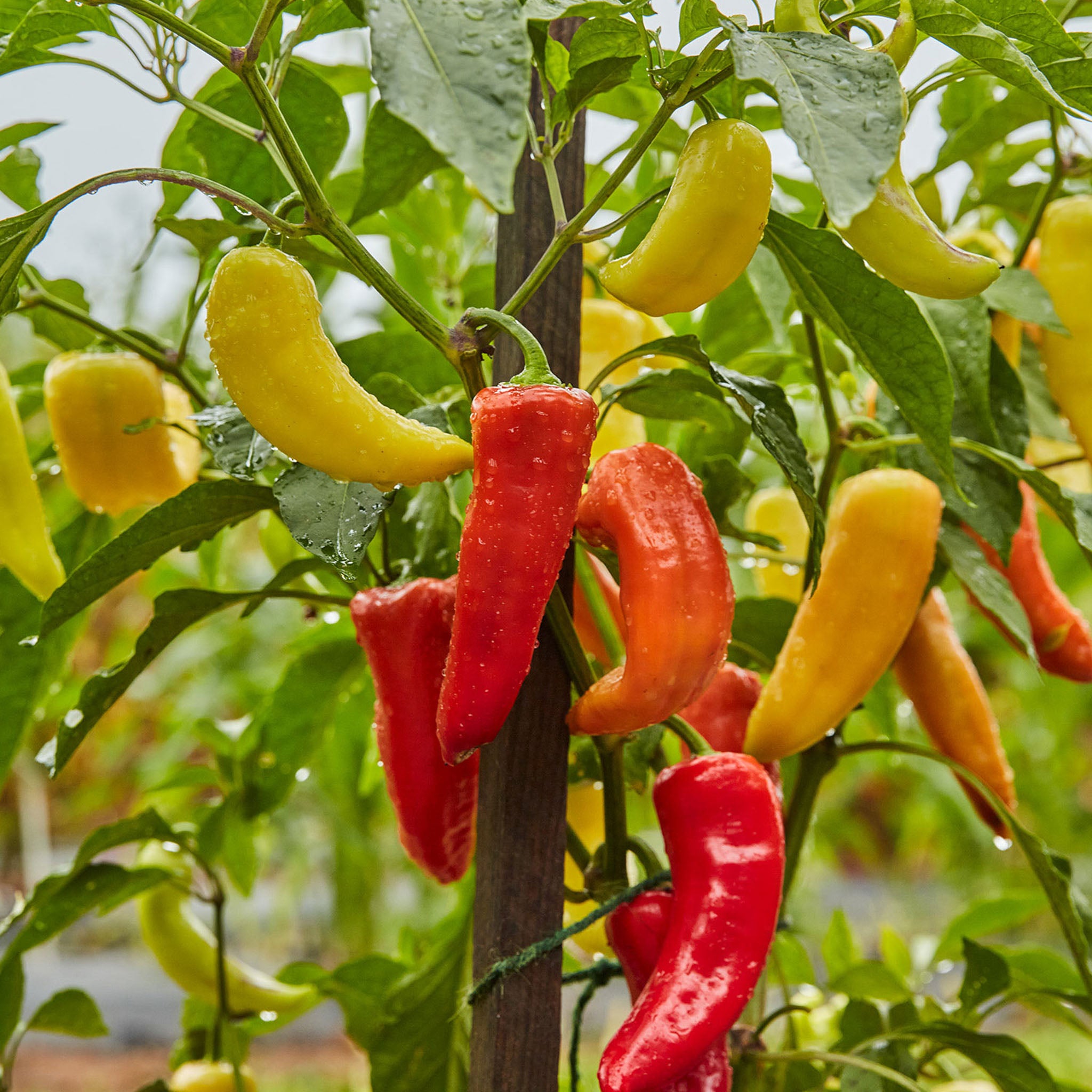 Sweet Banana Pepper