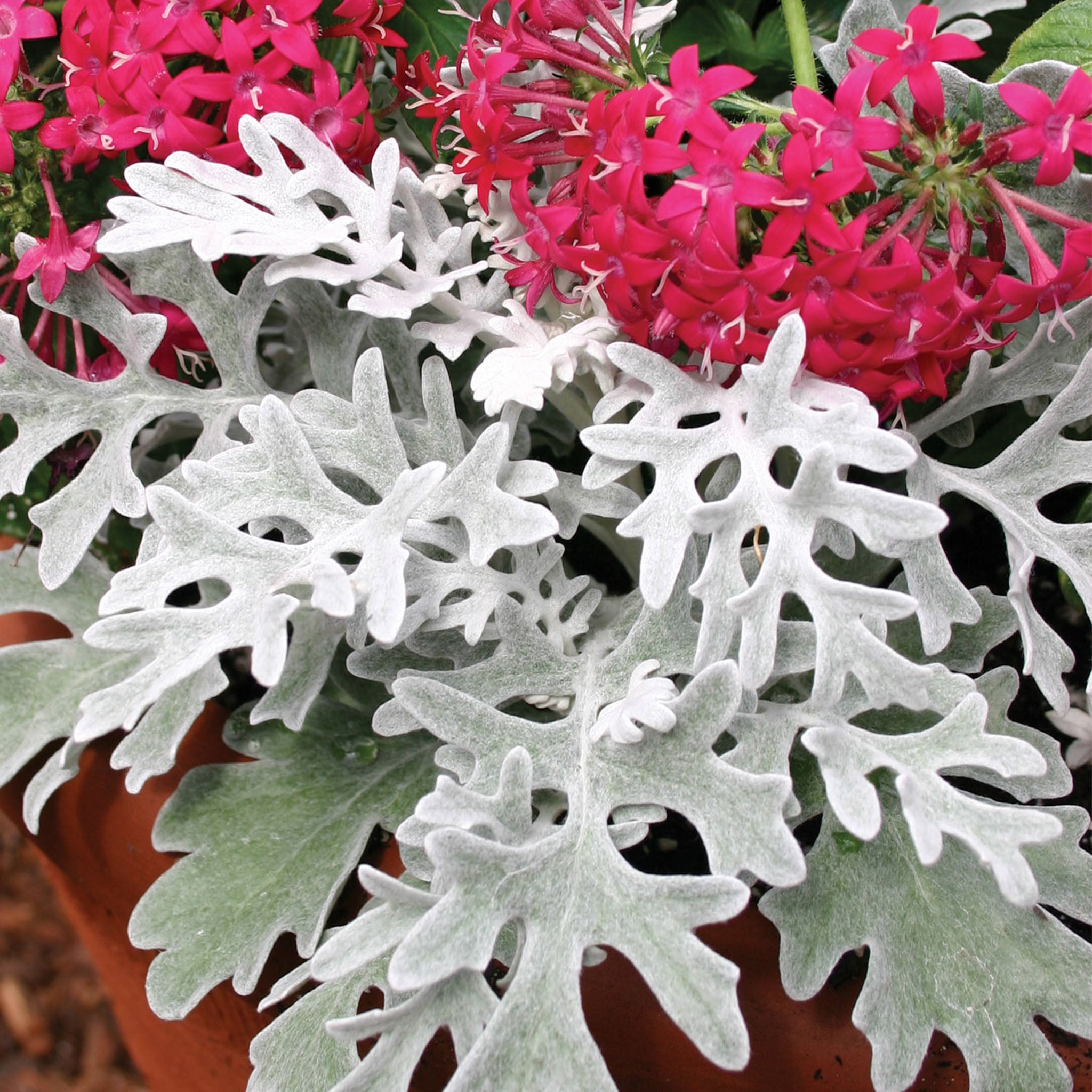 Silver Lace Dusty Miller