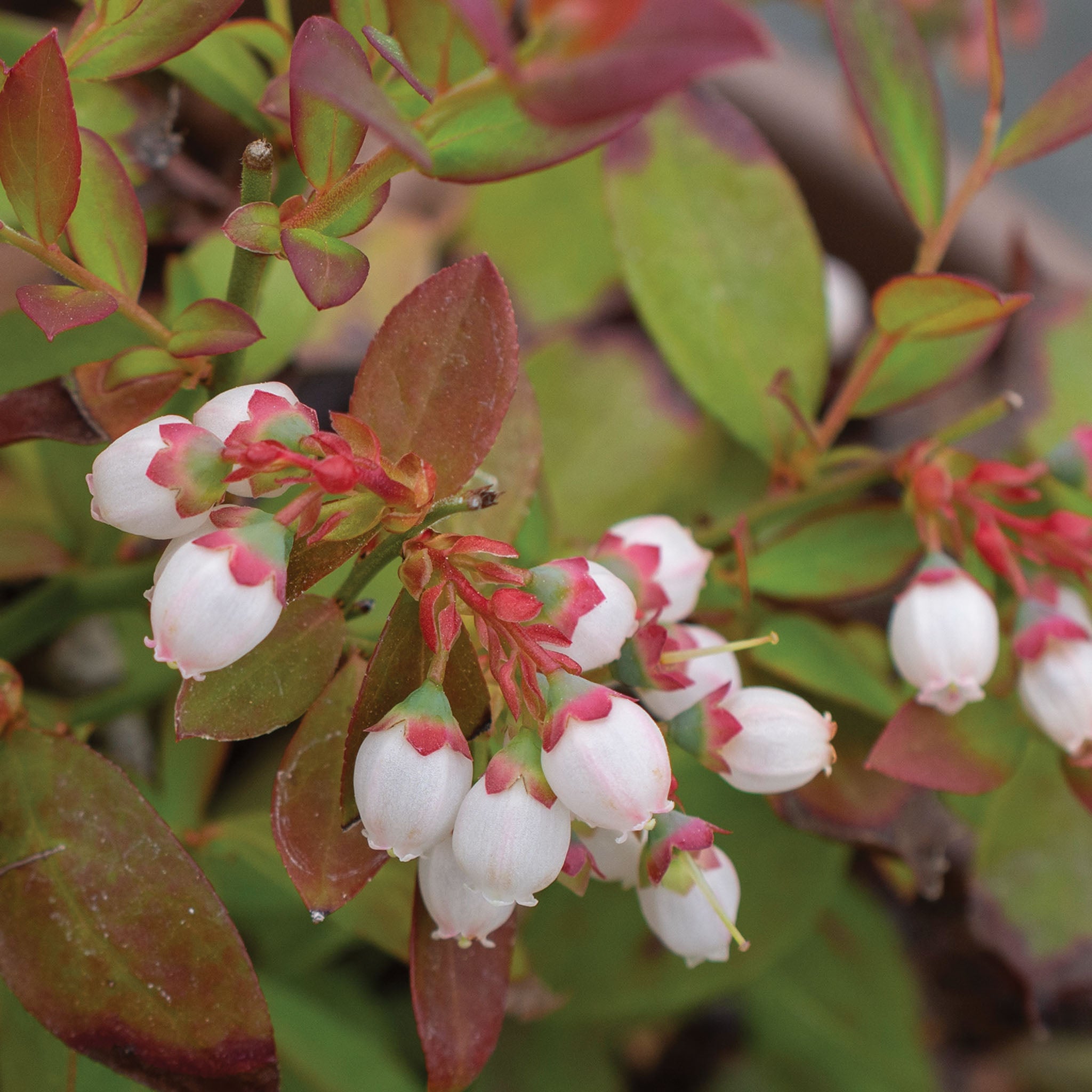 Sapphire Cascade Blueberry