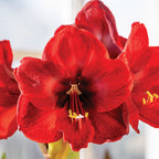 Carmen Amaryllis Bulb