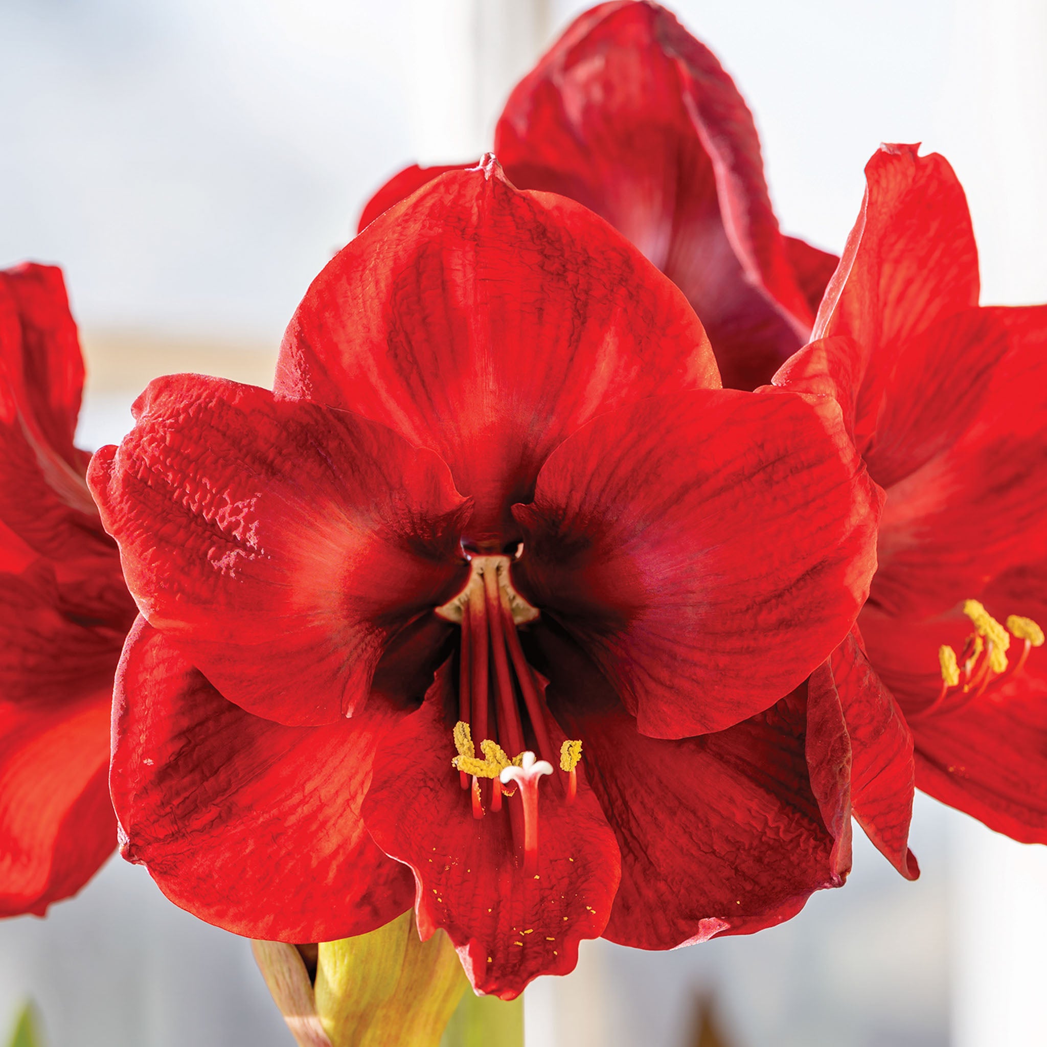 Carmen Amaryllis Bulb