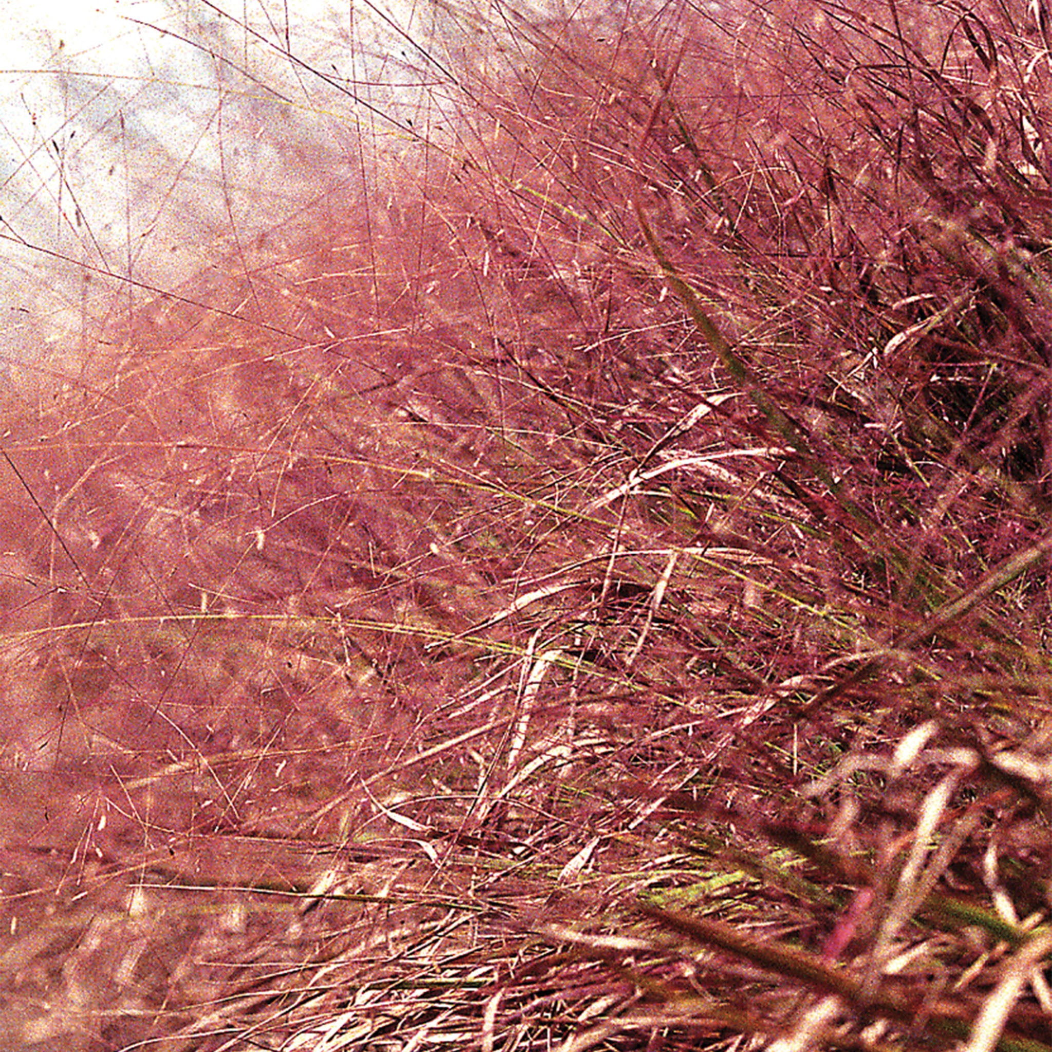 Purple Love Grass Eragrostis
