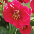 Summer Breeze Deep Rose Strawberry